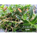 Dianthus deltoides Albus - Goździk kropkowany Albus - biały, wys 20, kw 6/8 C0,5