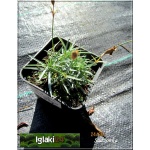 Dianthus gratianopolitanus Amarant - Goździk siny Amarant - Dianthus caesius Amarant - Goździk majowy Amarant - amarantowy, wys. 10, kw. 6/8 C0,5