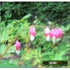 Dicentra spectabilis Rosea - Serduszka okazała Rosea - różowe, wys. 60/90, kw. 5/6 FOTO  