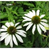 Echinacea Avalanche - Jeżówka Avalanche - białe, wys. 30, kw. 6/8 C0,5 xxxy zzzz