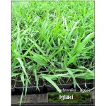 Eragrostis spectabilis - Miłka okazała - wys. 50, kw 8/10 C0,5