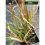 Eragrostis spectabilis - Miłka okazała - wys. 50, kw 8/10 FOTO 