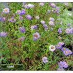 Erigeron speciosus Azurfee - Przymiotno ogrodowe Azurfee - różowo-fioletowe, wys 50, kw 6/8 C0,5