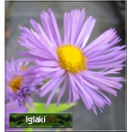 Erigeron speciosus Azurfee - Przymiotno ogrodowe Azurfee - różowo-fioletowe, wys 50, kw 6/8 FOTO