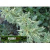 Eupatorium maculatum Capri - Sadziec plamisty Capri - liście biało plamiste, wys. 55/60, kw. 9/10 FOTO 