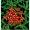 Euphorbia griffithii Fireglow - Wilczomlecz Griffitha Fireglow - pomarańczowo-czerwone, wys. 80, kw 5/6 FOTO  