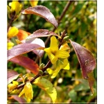 Forsythia viridissima Kumson - Forsycja zielona Kumson - żółte FOTO 