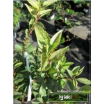 Forsythia viridissima Kumson - Forsycja zielona Kumson - żółte C2 20-30cm