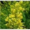 Galium verum - Przytulia właściwa - żółte, wys. 100, kw. 7/9 FOTO zzzz