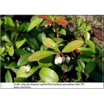 Gaultheria procumbens - Golteria rozesłana - białe kwiaty, czerwone owoce, wys 15, kw 7/8 FOTO  