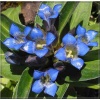 Gentiana cruciata - Goryczka krzyżowa - ciemno-niebieska, wys 30, kw 7/8 FOTO