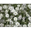 Gypsophila paniculata Snow Flake - Gipsówka rozesłana Snow Flake - biały, wys. 100, kw. 6/8 FOTO