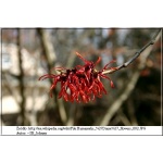 Hamamelis intermedia Diane - Oczar pośredni Diane - czerwone C4 40-60cm