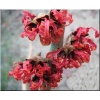 Hamamelis intermedia Diane - Oczar pośredni Diane - czerwone C4 40-60cm