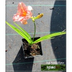 Hemerocallis Little Fellow - Liliowiec Little Fellow - kwiat lawendowy, zielone gardło, wys. 55, kw 6/7 C1,5 P