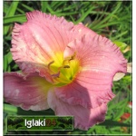 Hemerocallis Pastures of Pleasure - Liliowiec Pastures of Pleasure - kwiat lawendowo-różowy, żółte gardło, wys. 65, kw. 7/8 C1,5 P