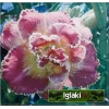 Hemerocallis Unlock The Stars - Liliowiec Unlock The Stars - kwiat różowy z żółtym gardłem i falbanką, pełny, wys. 60 kw. 7/8 C1,5