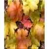 Heuchera Amber Waves - Żurawka Amber Waves - liście zielono-różowe, wys. 40, kw. 5/7 FOTO