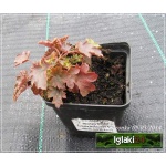 Heuchera Wendy - Żurawka Wendy - zielony liść, różowa, wys 20, kw 6/8 C0,5