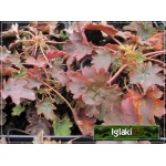 Heuchera Wendy - Żurawka Wendy - zielony liść, różowa, wys 20, kw 6/8 C0,5