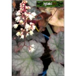 Heucherella Twilight - Żuraweczka Twilight - liść srebrzysto-zielony z fioletowym, wys. 25, kw 5/8 FOTO