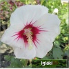 Hibiscus syriacus - Ketmia syryjska biała z różowym środkiem FOTO