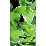 Hosta Francee - Funkia Francee - zielony biały brzeg liścia, wys. 75, kw 6/7 C2