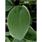 Hosta Tom Schmidt - Funkia Tom Schmidt - ciemnozielone liście z czysto białym marginesem, wys. 65, kw 7/8 C2