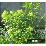 Hydrangea paniculata Limelight - Hortensja bukietowa Limelight - białe C2 40-60cm
