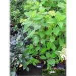 Hydrangea paniculata Limelight - Hortensja bukietowa Limelight - białe C2 40-60cm