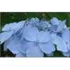 Hydrangea serrata Blue Deckle - Hortensja piłkowana Blue Deckle - niebieskie, różowe C7,5 40-60cm