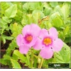 Incarvillea delavayi Deli Rose - Inkarwilla Delavaya Deli Rose - różowe, wys. 50, kw. 6/8 FOTO