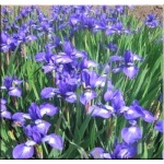 Iris sibirica Annick - Kosaciec syberyjski Annick - Irys syberyjski Annick - niebieske, wys. 60, kw. 5/6 C1 xxxy