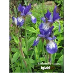 Iris sibirica - Kosaciec syberyjski - Irys syberyjski - niebieski, niebiesko-fioletowy wys 70, kw 5/7 C0,5