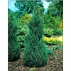 Juniperus chinensis Blue Point - Jałowiec chiński Blue Point FOTO