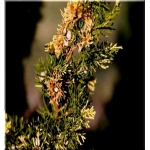 Juniperus chinensis Kaizuka Variegata - Jałowiec chiński Kaizuka Variegata FOTO
