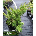 Juniperus chinensis Kaizuka Variegata - Jałowiec chiński Kaizuka Variegata FOTO