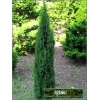 Juniperus communis Arnold - Jałowiec pospolity Arnold FOTO