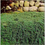 Juniperus horizontalis Wiltonii - Jałowiec płożący Wiltonii C2 5-10x20-30cm 