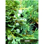Juniperus horizontalis Wiltonii - Jałowiec płożący Wiltonii FOTO