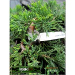 Juniperus horizontalis Wiltonii - Jałowiec płożący Wiltonii FOTO