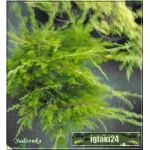 Juniperus media Mint Julep - Jałowiec pośredni Mint Julep FOTO