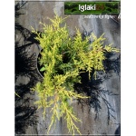 Juniperus media Old Gold - Jałowiec pośredni Old Gold FOTO 