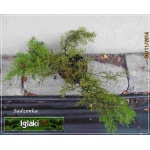 Juniperus media Pfitzeriana Compacta - Jałowiec pośredni Pfitzeriana Compacta FOTO