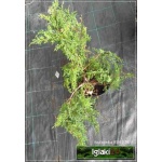 Juniperus media Pfitzeriana Compacta - Jałowiec pośredni Pfitzeriana Compacta FOTO