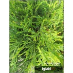 Juniperus media Pfitzeriana Glauca - Jałowiec pośredni Pfitzeriana Glauca C2 20-40cm 