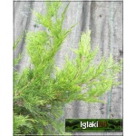 Juniperus media Wilhelm Pfitzer - Jałowiec pośredni Wilhelm Pfitzer FOTO 