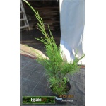 Juniperus scopulorum Skyrocket - Jałowiec skalny Skyrocket FOTO