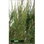 Juniperus scopulorum Skyrocket - Jałowiec skalny Skyrocket FOTO