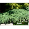 Juniperus squamata Blue Carpet - Jałowiec łuskowaty Blue Carpet FOTO